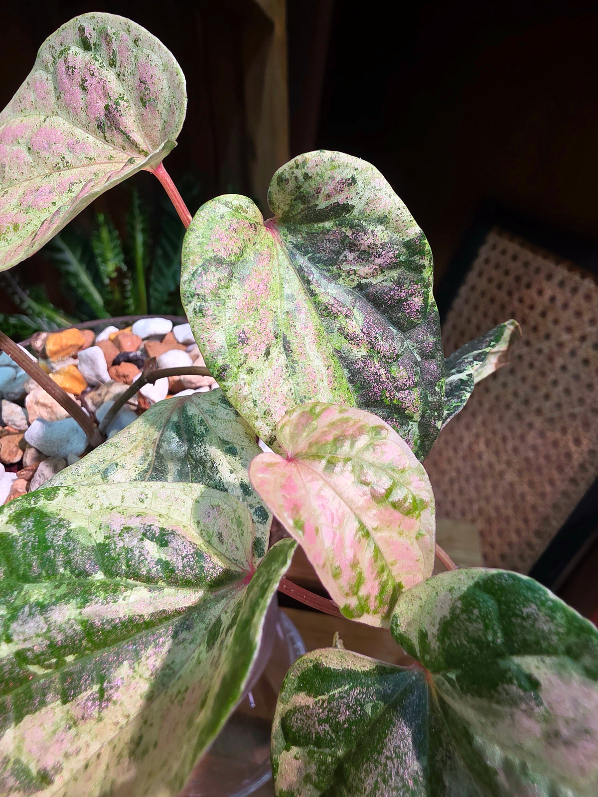 Piper sylvaticum pink variegated 粉錦水晶胡椒