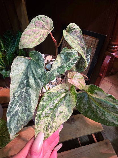 Piper sylvaticum pink variegated 粉錦水晶胡椒