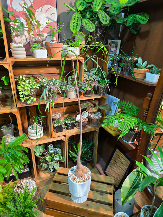 Brachychiton rupestris 昆士蘭瓶幹樹