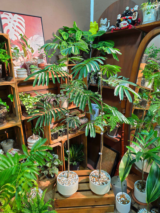 Cojoba arborea 小豆樹