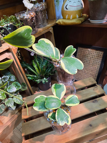 Hoya kerrii variegated 心葉球蘭錦
