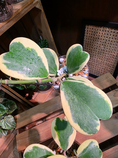 Hoya kerrii variegated 心葉球蘭錦