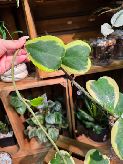 Hoya kerrii variegated 心葉球蘭錦