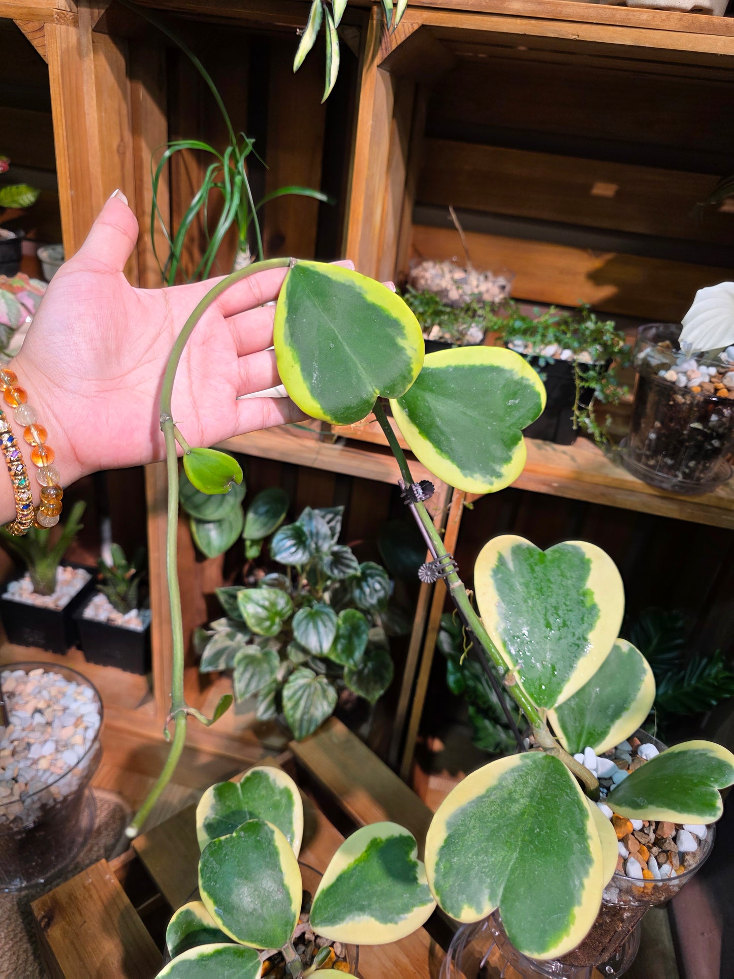 Hoya kerrii variegated 心葉球蘭錦