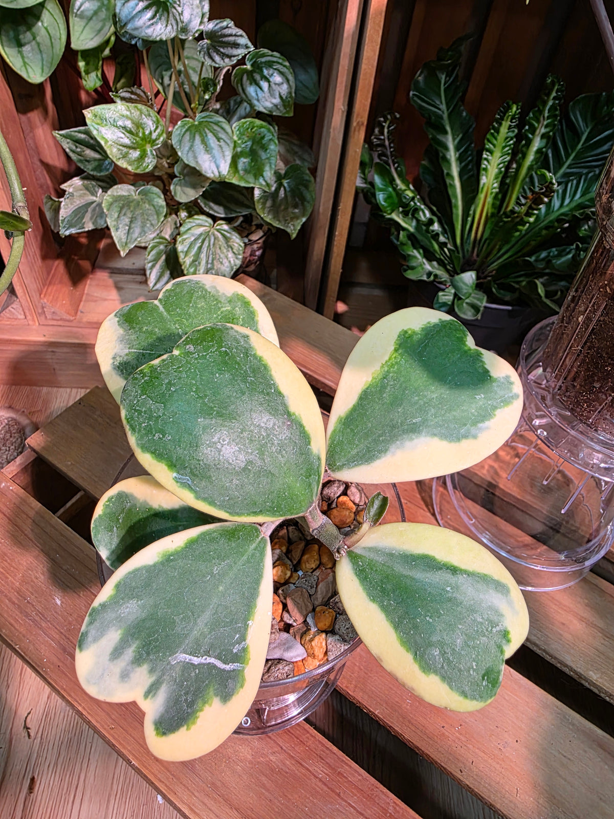 Hoya kerrii variegated 心葉球蘭錦