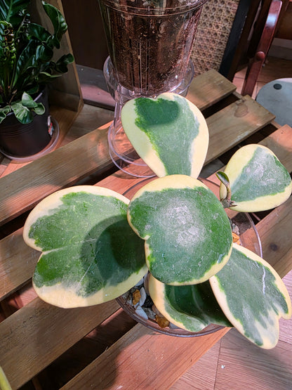 Hoya kerrii variegated 心葉球蘭錦