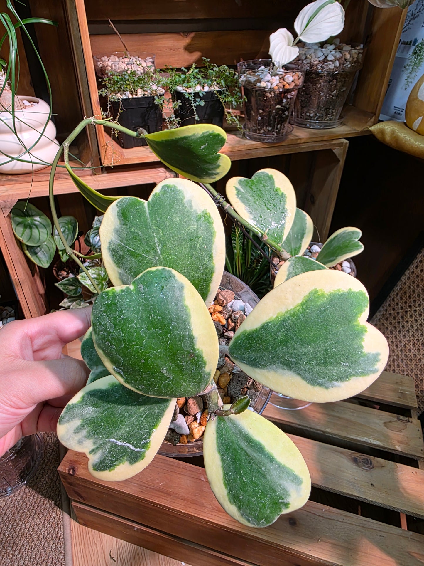 Hoya kerrii variegated 心葉球蘭錦