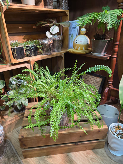 Nephrolepis biserrata