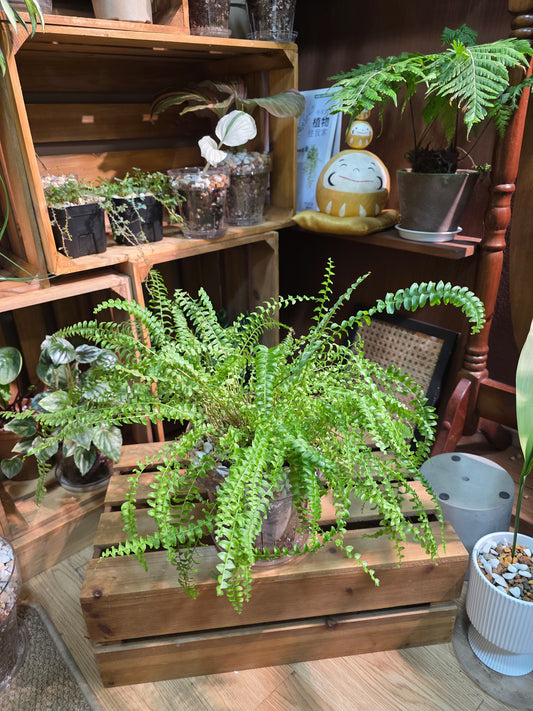 Nephrolepis biserrata
