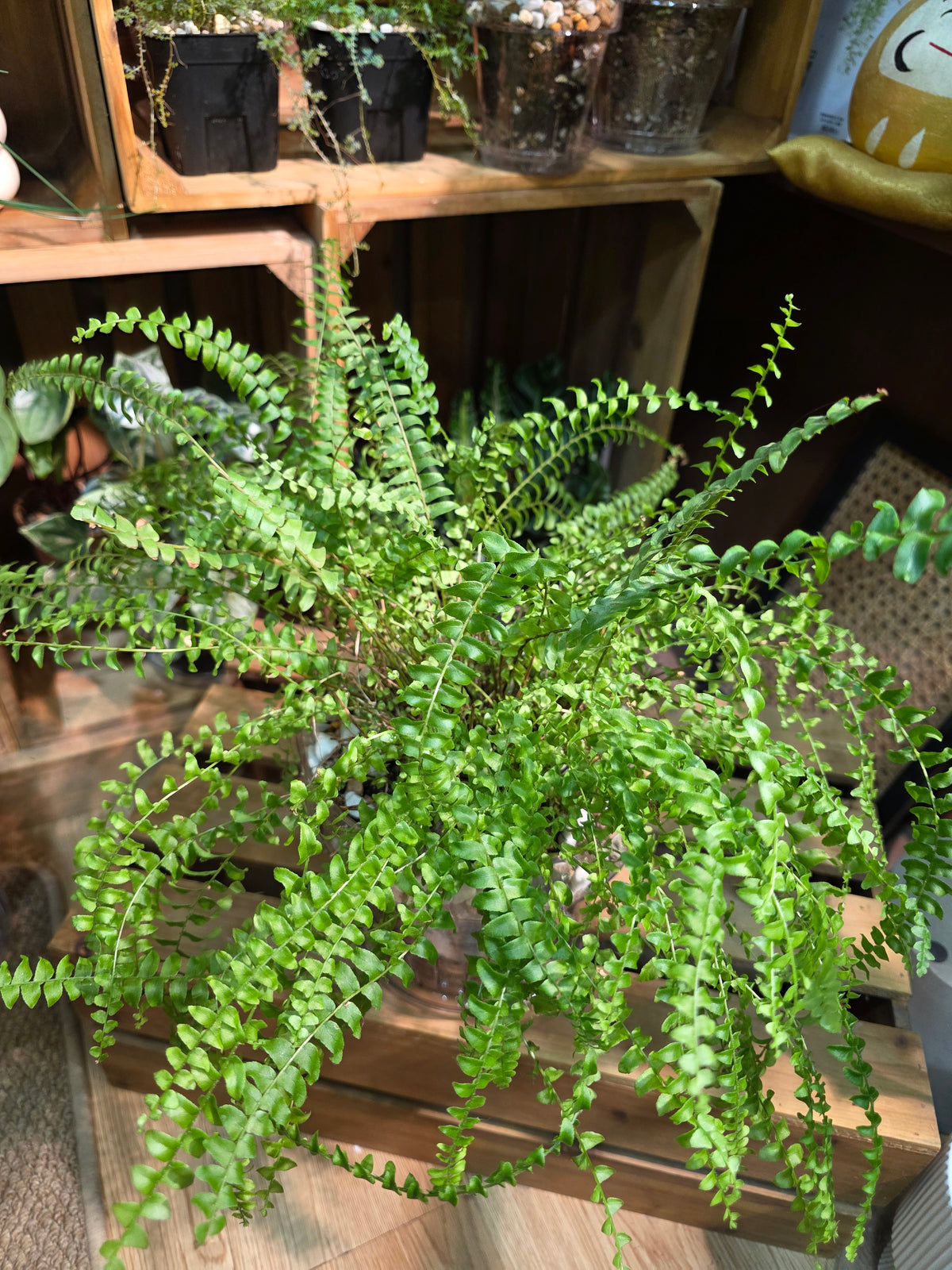 Nephrolepis biserrata