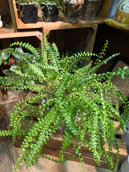 Nephrolepis biserrata