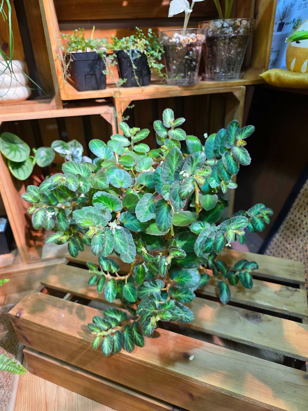 Begonia thelmae 塞爾瑪秋海棠