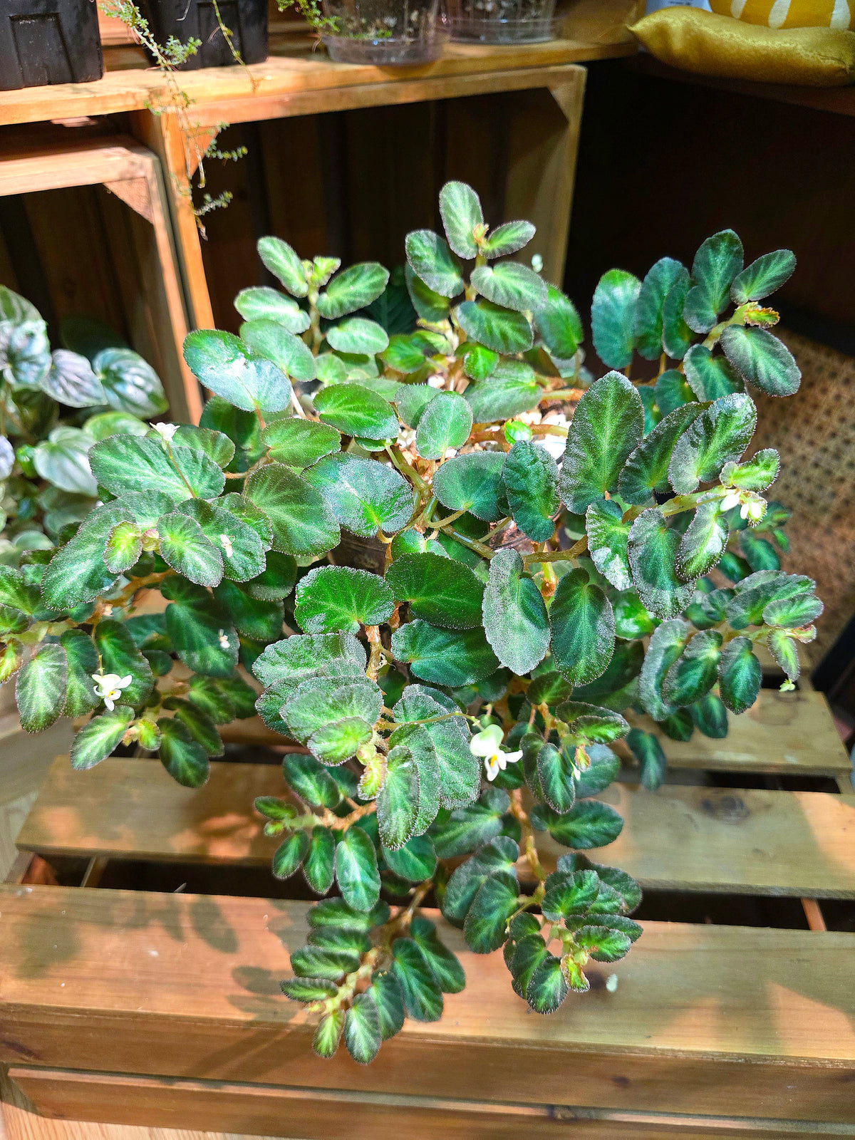 Begonia thelmae 塞爾瑪秋海棠