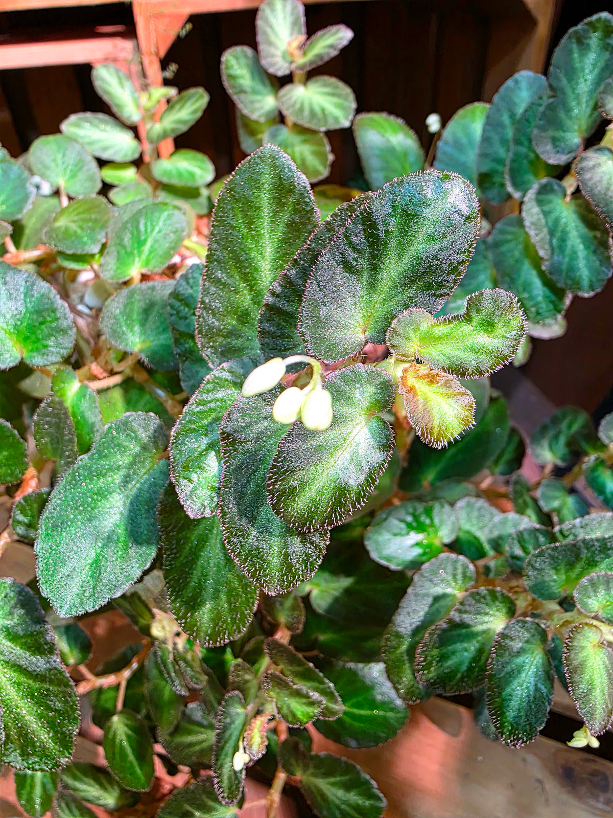 Begonia thelmae 塞爾瑪秋海棠