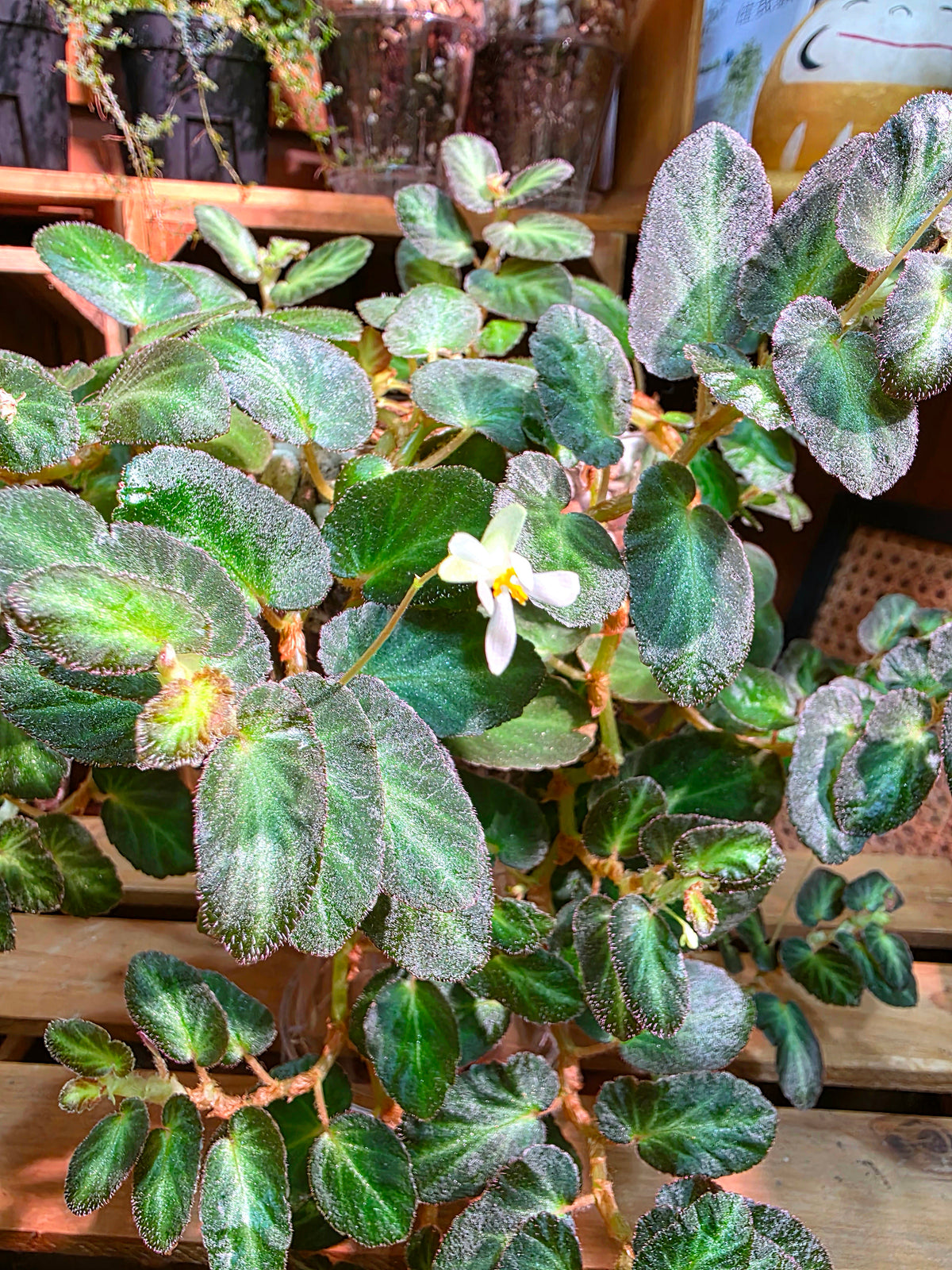 Begonia thelmae 塞爾瑪秋海棠