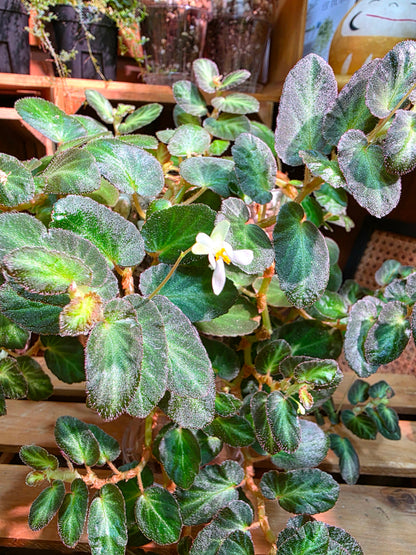 Begonia thelmae 塞爾瑪秋海棠