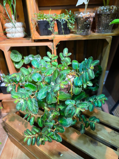 Begonia thelmae 塞爾瑪秋海棠