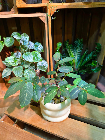 Phyllanthus mirabilis