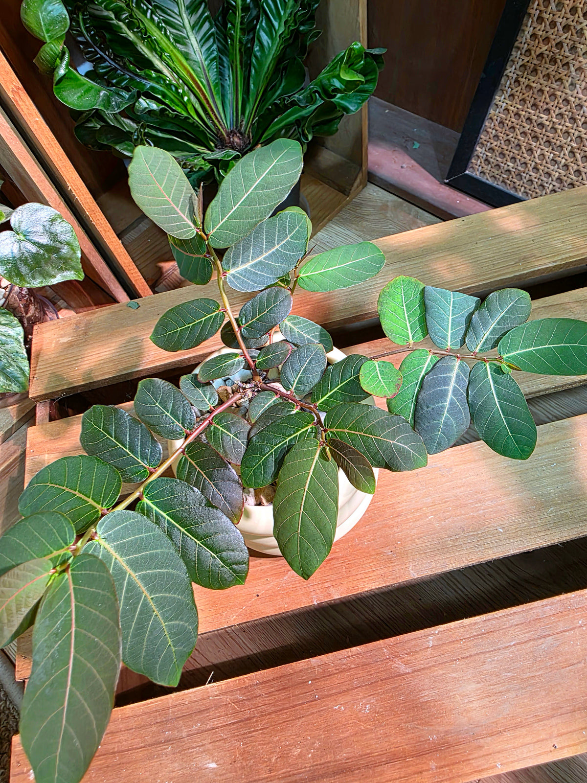 Phyllanthus mirabilis