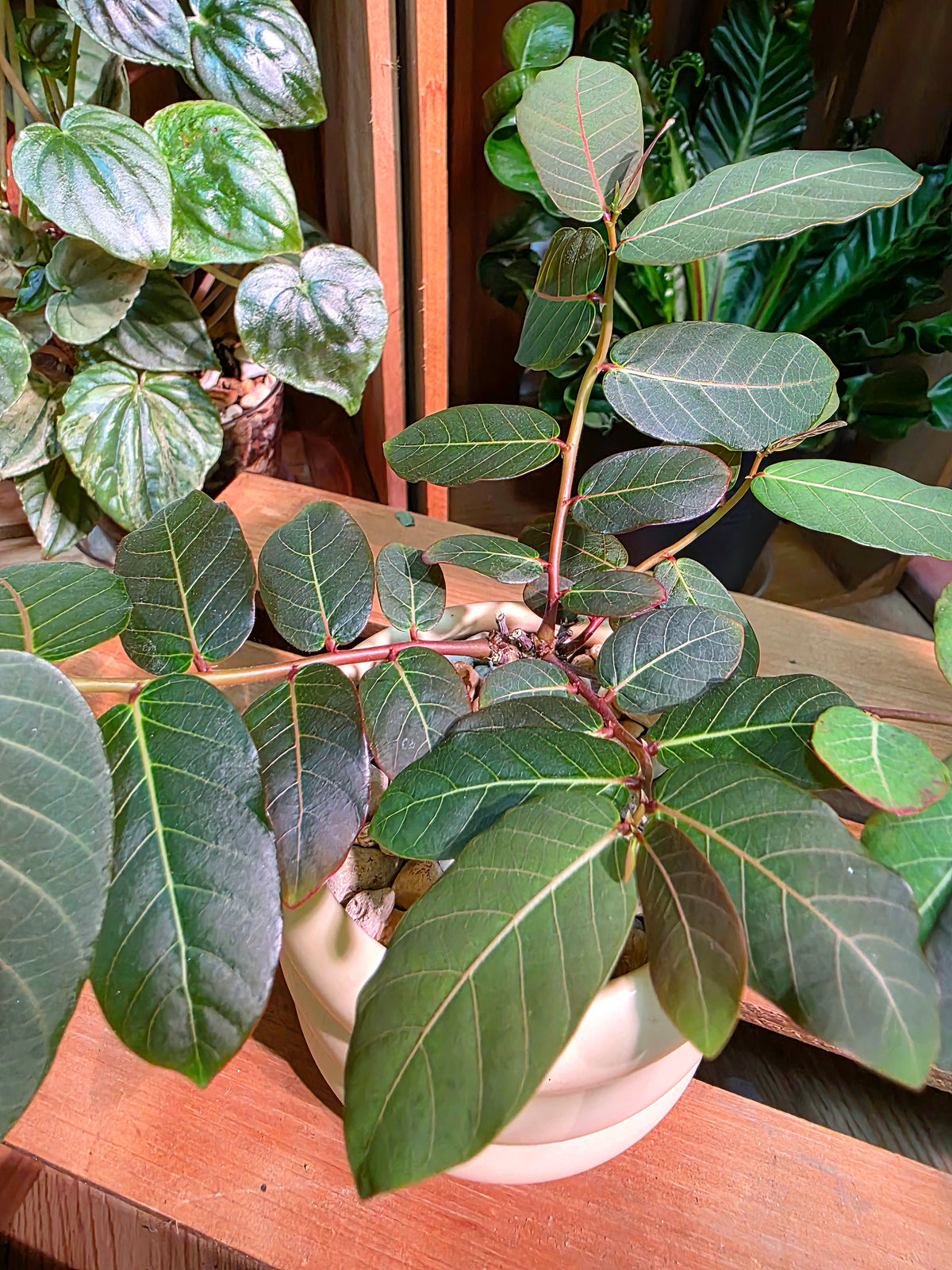 Phyllanthus mirabilis