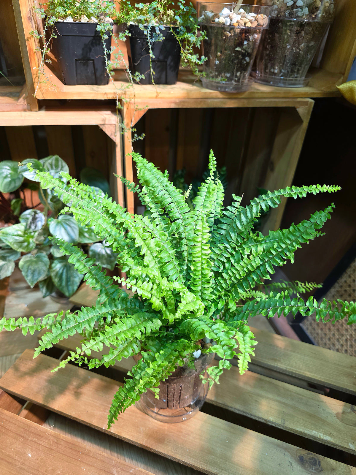 Nephrolepis biserrata