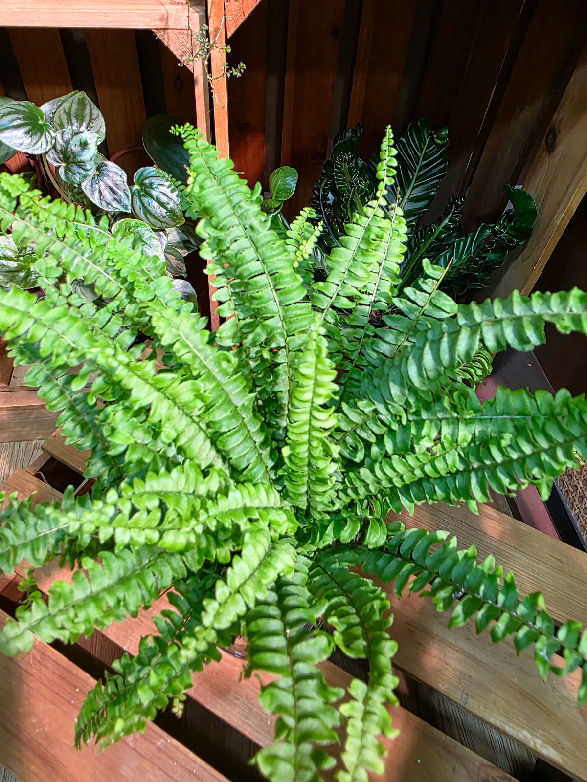 Nephrolepis biserrata