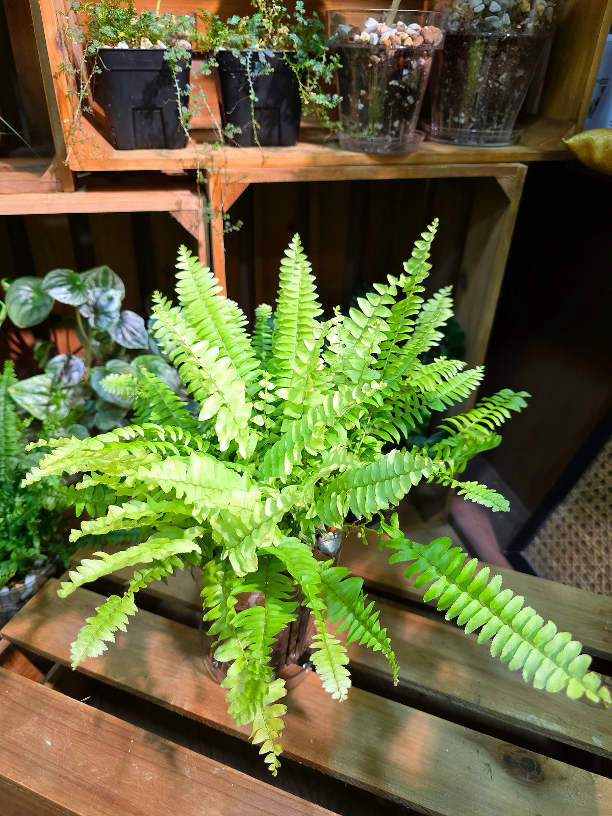 Nephrolepis exaltata 'Golden Boston'