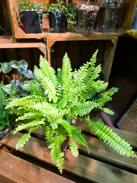 Nephrolepis exaltata 'Golden Boston'