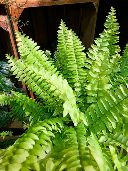 Nephrolepis exaltata 'Golden Boston'