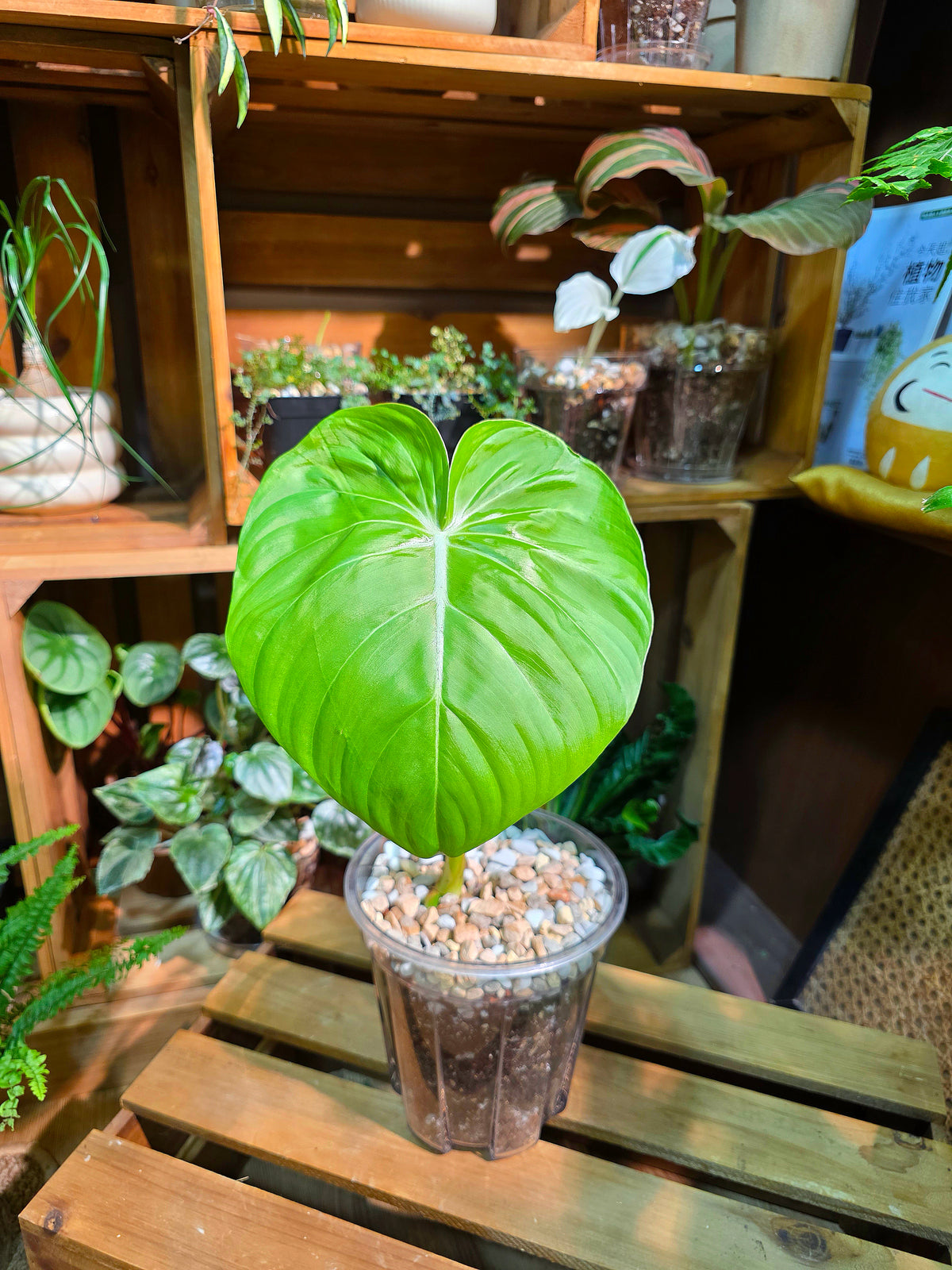 Philodendron mcdowell