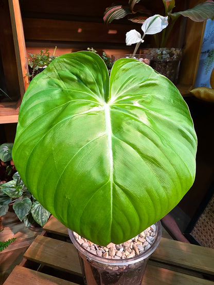 Philodendron mcdowell