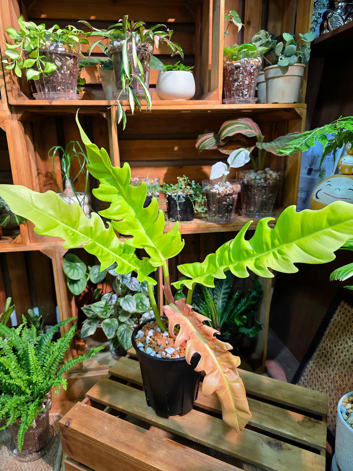 Philodendron Golden Crocodile
