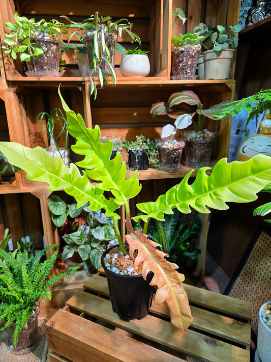 Philodendron Golden Crocodile