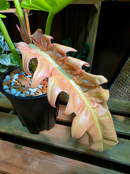 Philodendron Golden Crocodile