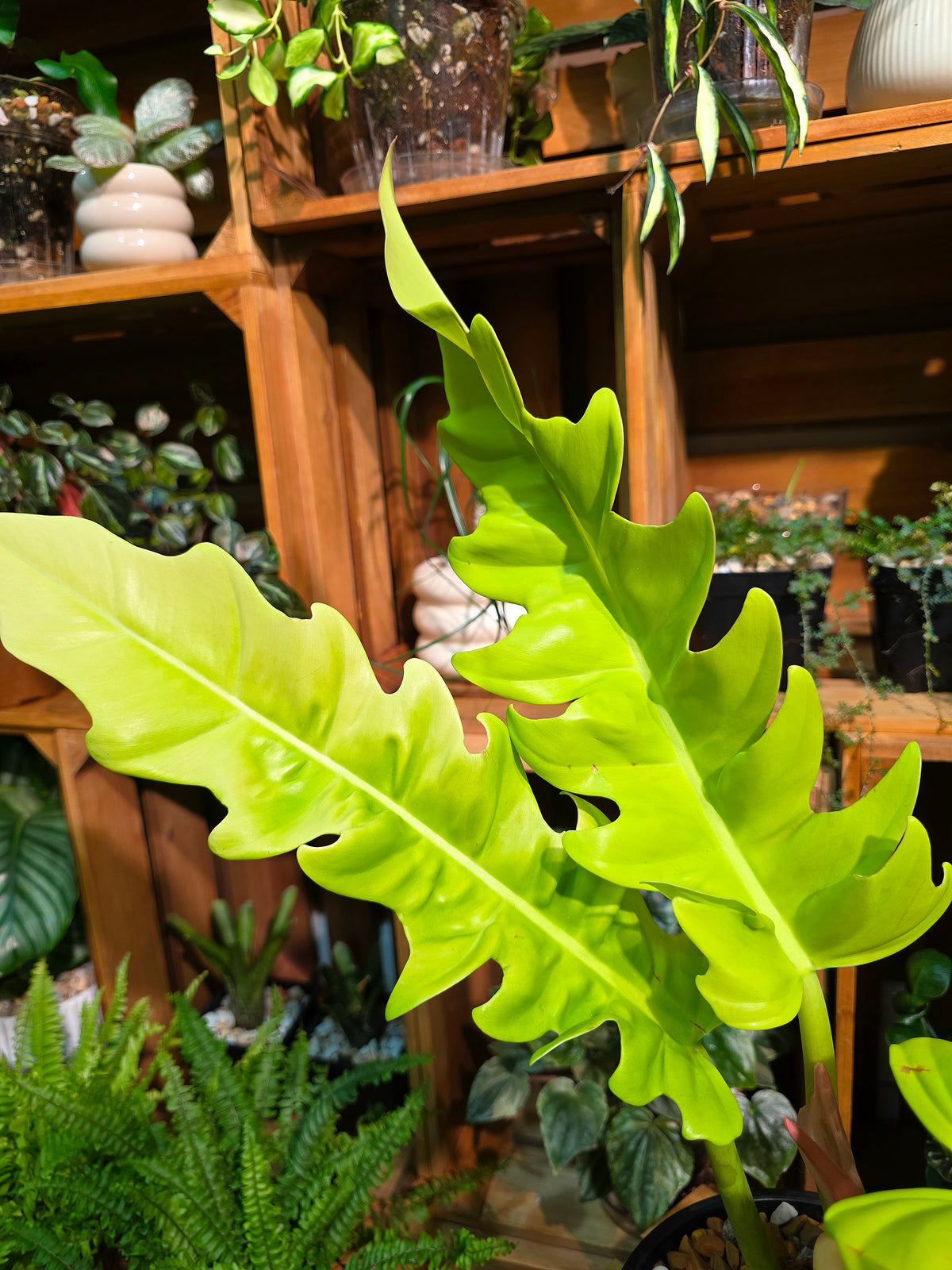 Philodendron Golden Crocodile