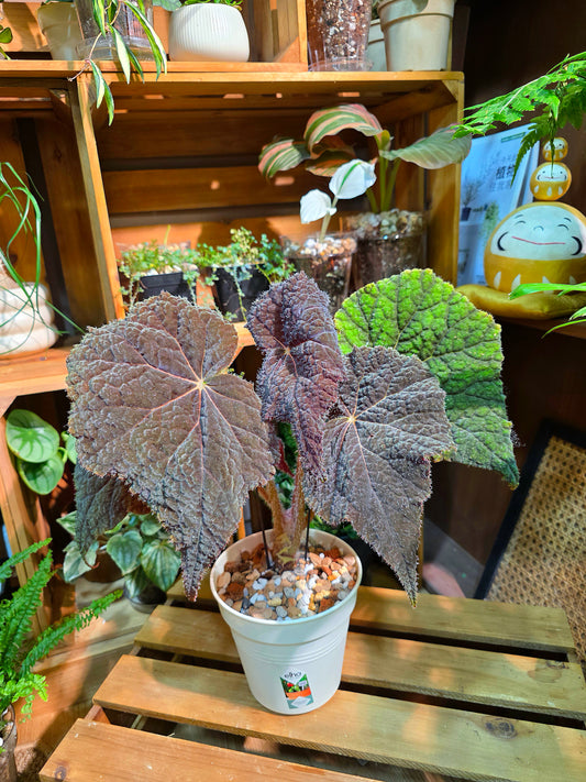 Begonia raspberry cake 樹莓蛋糕秋海棠