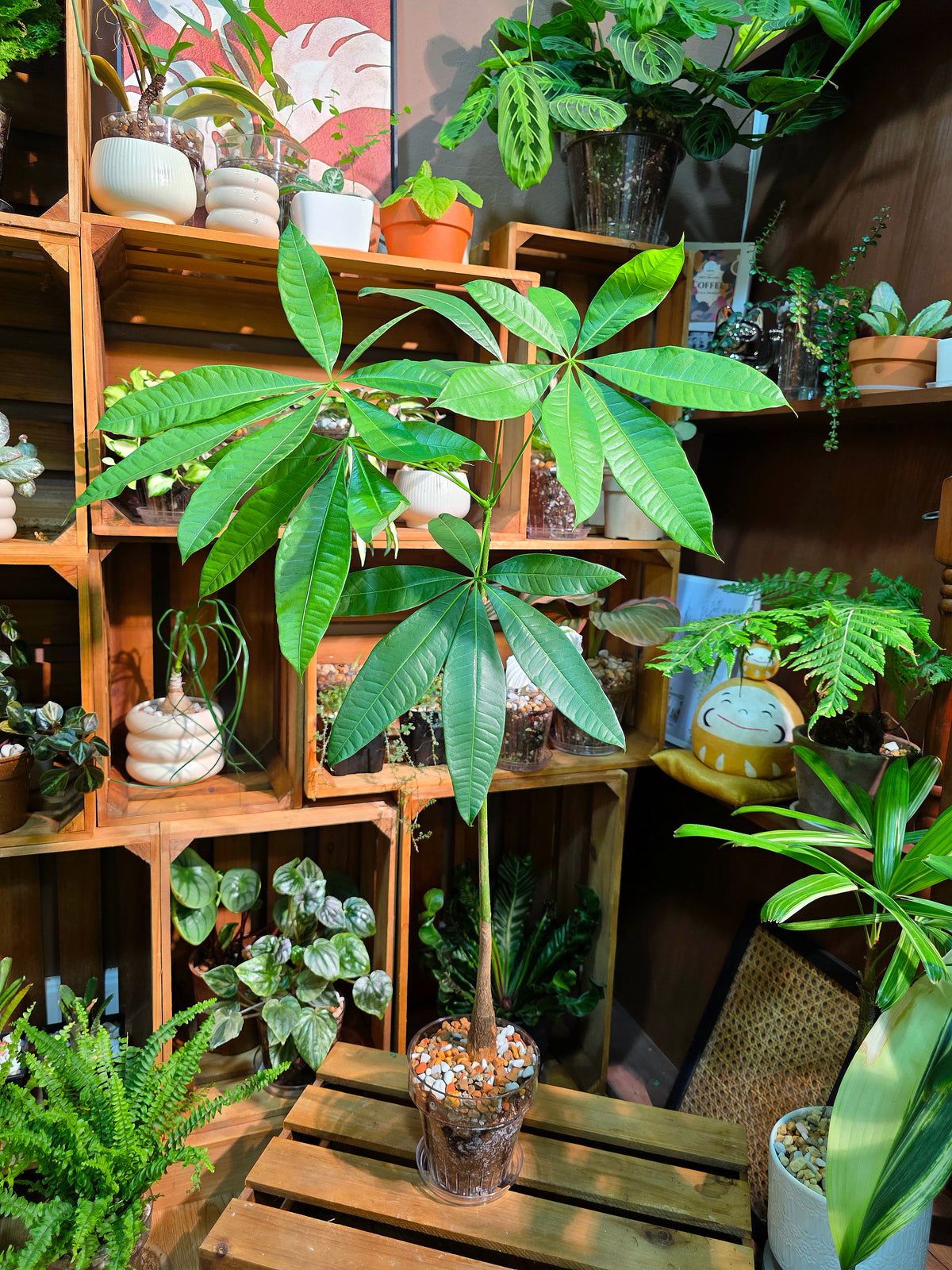 Pachira aquatica Malabar chestnut money tree