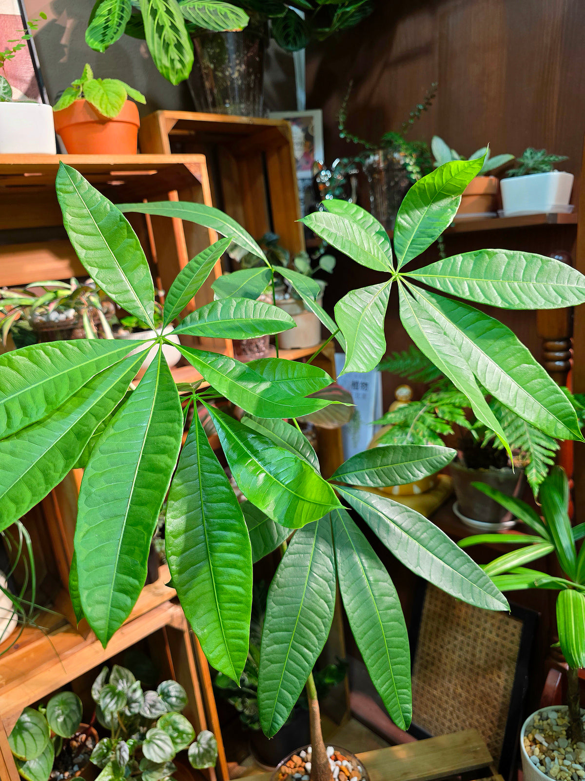 Pachira aquatica Malabar chestnut money tree