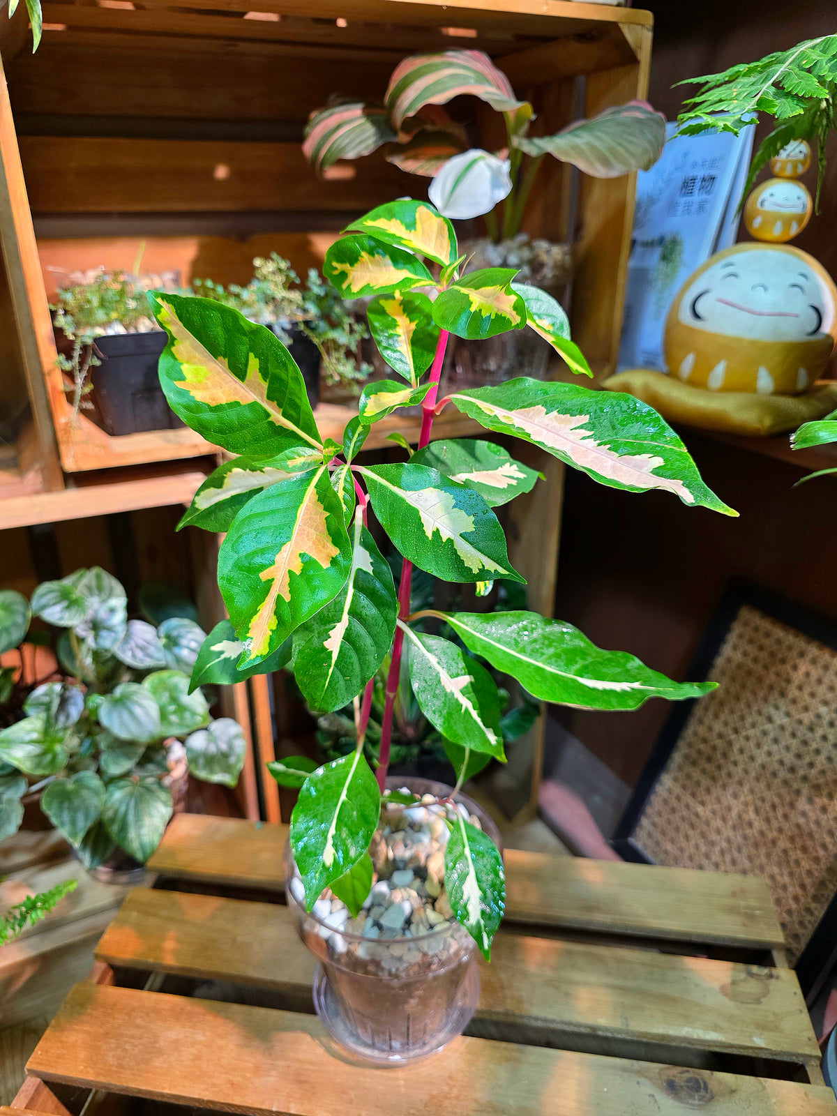 Graptotphyllum pictum 斑葉彩葉木