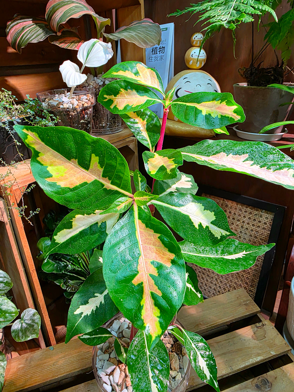 Graptotphyllum pictum 斑葉彩葉木