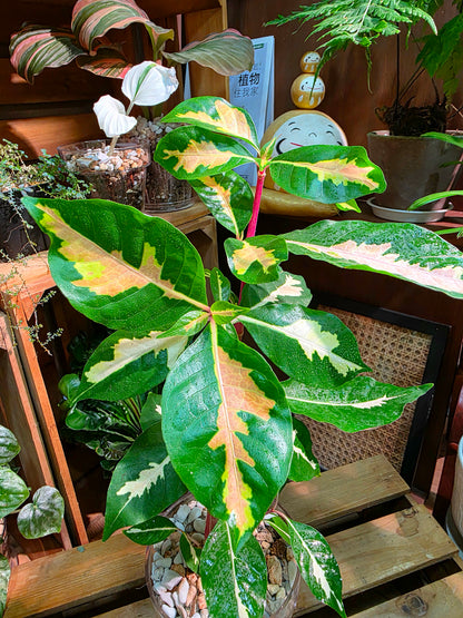 Graptotphyllum pictum 斑葉彩葉木