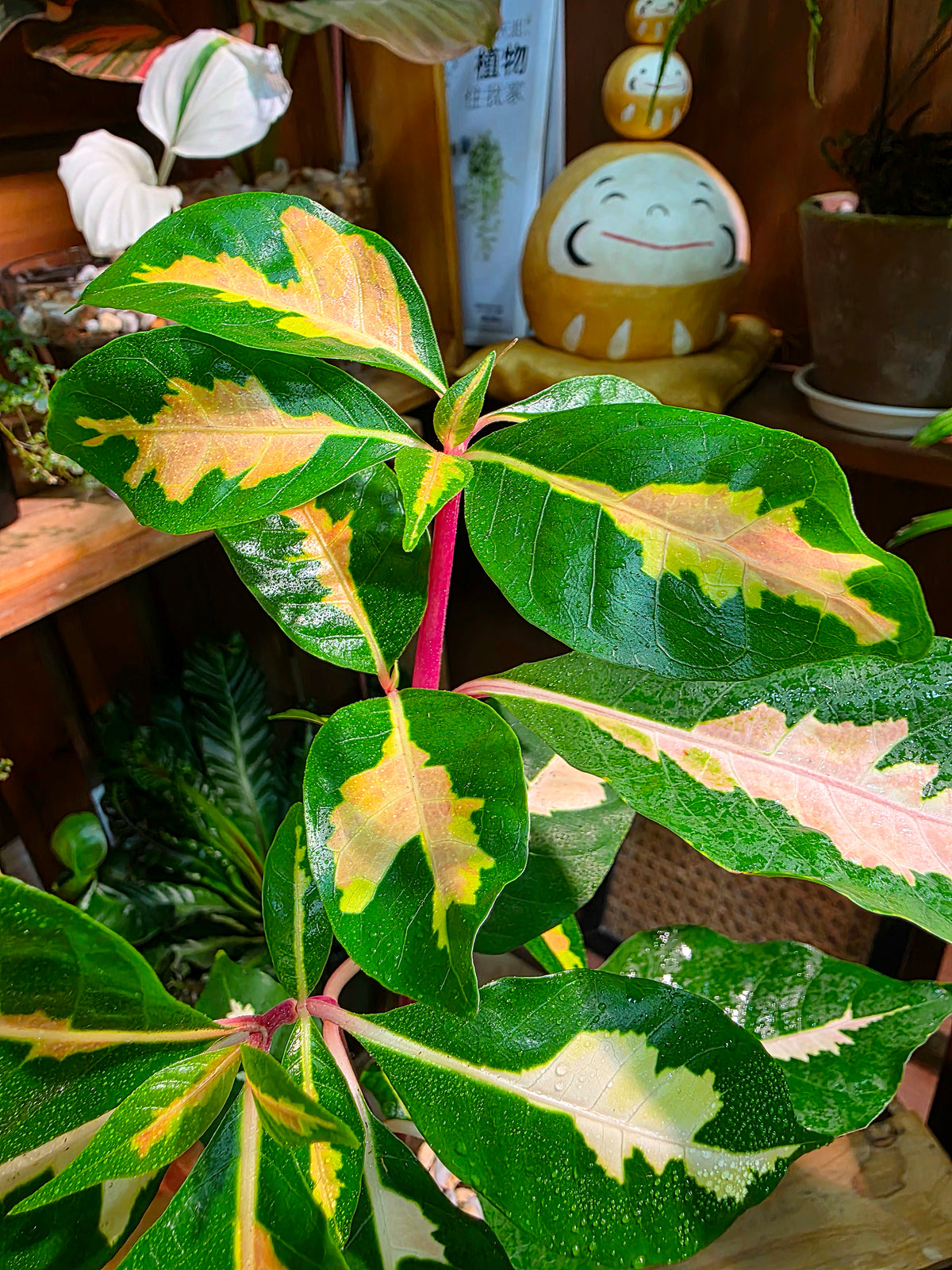 Graptotphyllum pictum 斑葉彩葉木