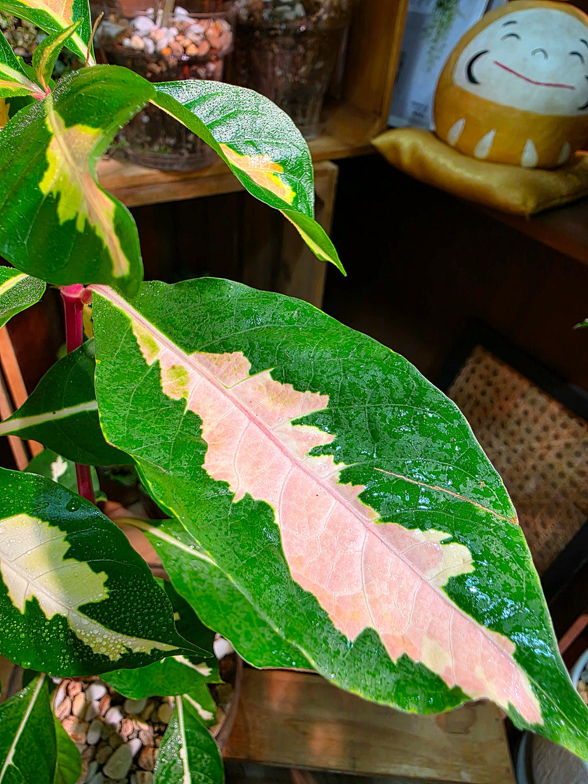 Graptotphyllum pictum 斑葉彩葉木