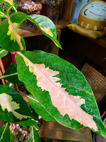 Graptotphyllum pictum 斑葉彩葉木