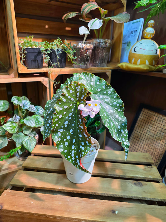 Begonia amelia 粉旗魚秋海棠
