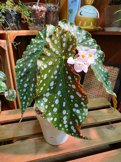 Begonia amelia (Pink Marlins Begonia)