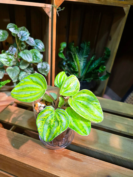 Peperomia sp. Watermelon Peperomia