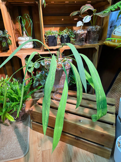 Anthurium vittariifolium 領帶花燭