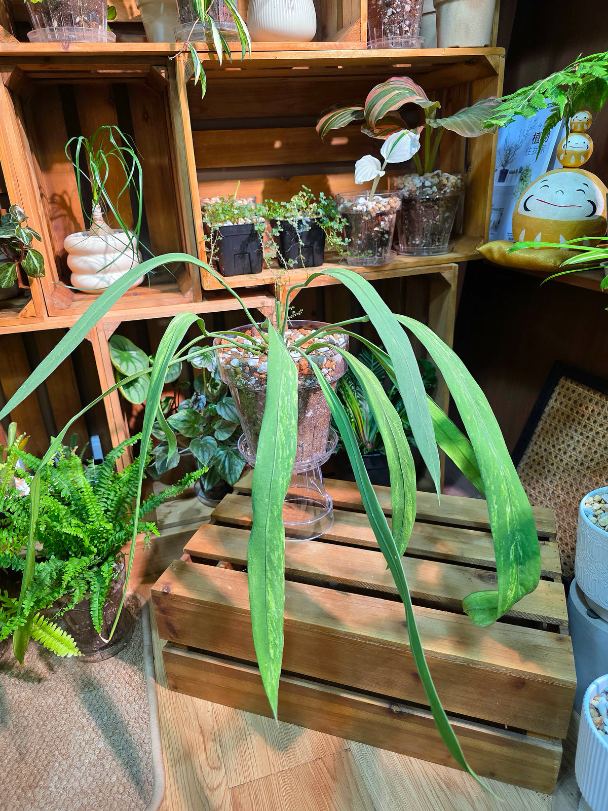 Anthurium vittariifolium 領帶花燭