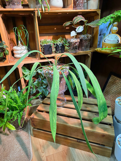 Anthurium vittariifolium 領帶花燭